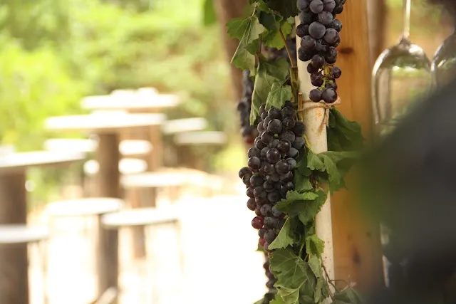 A dark grape cluster on the vine in the winery yard